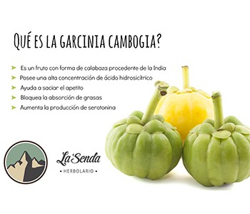 La Garcinia Cambogia, el fruto del que todos hablan
